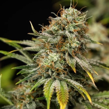 Royal Cheese Auto semi cannabis Royal Queen Seeds