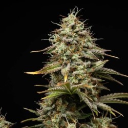 Royal Cheese Auto semi cannabis Royal Queen Seeds