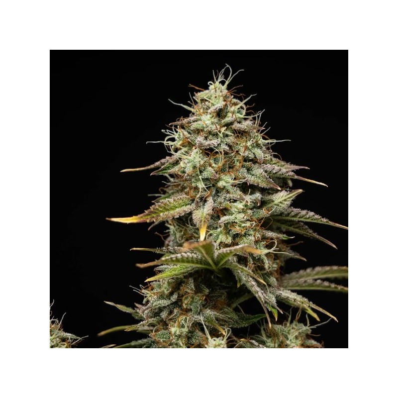 Royal Cheese Auto semi cannabis Royal Queen Seeds