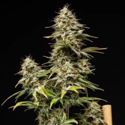 Royal Cheese Auto semi cannabis Royal Queen Seeds