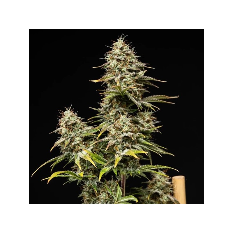 Royal Cheese Auto semi cannabis Royal Queen Seeds