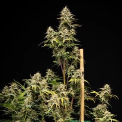 Royal Cheese Auto semi cannabis Royal Queen Seeds
