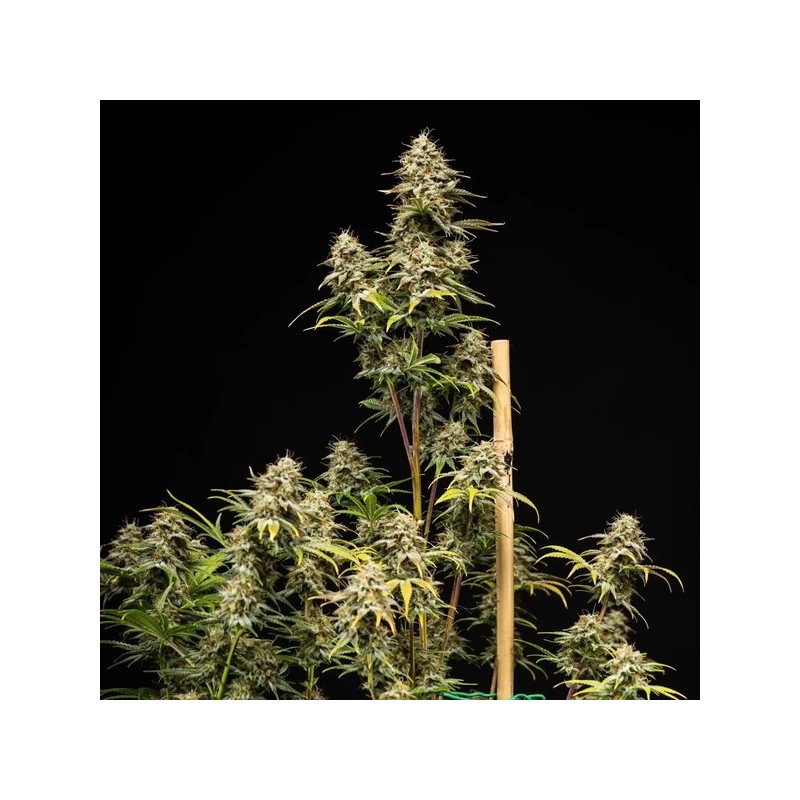 Royal Cheese Auto semi cannabis Royal Queen Seeds