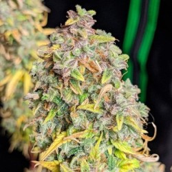 Royal Cheese Auto semi cannabis Royal Queen Seeds