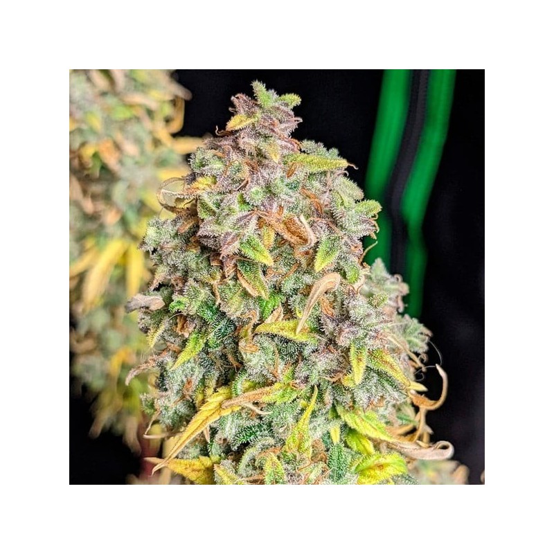 Royal Cheese Auto semi cannabis Royal Queen Seeds