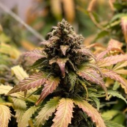 Royal Cheese Auto semi cannabis Royal Queen Seeds