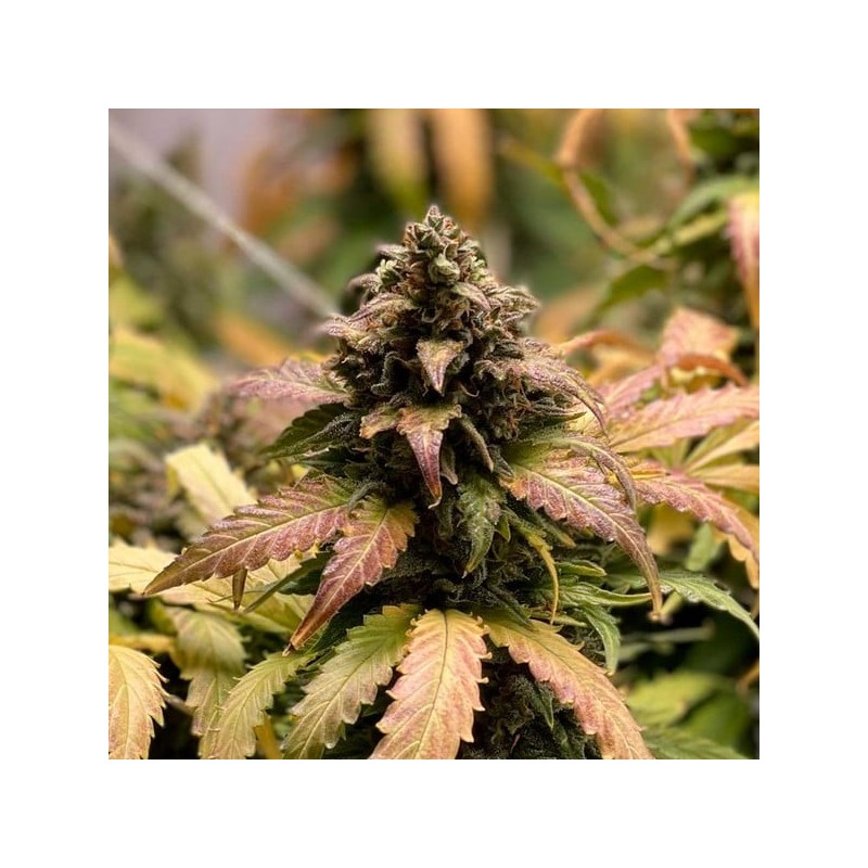 Royal Cheese Auto semi cannabis Royal Queen Seeds