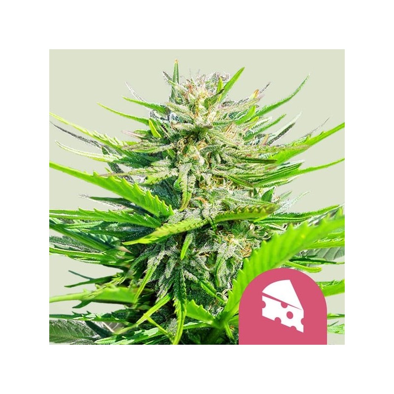 Royal Cheese FAST Version semi cannabis Royal Queen Seeds