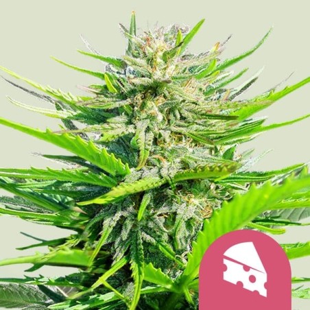 Royal Cheese FAST Version semi cannabis Royal Queen Seeds
