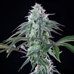 Royal Cheese FAST Version semi cannabis Royal Queen Seeds