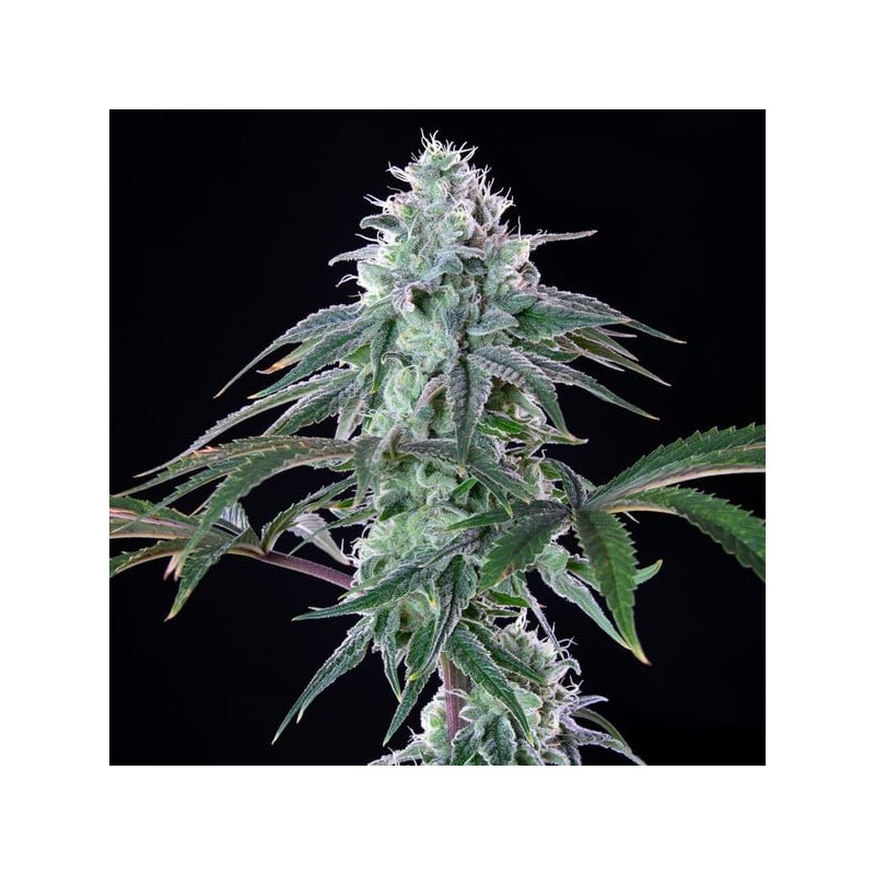 Royal Cheese FAST Version semi cannabis Royal Queen Seeds