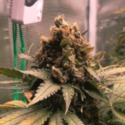 Royal Cheese FAST Version semi cannabis Royal Queen Seeds