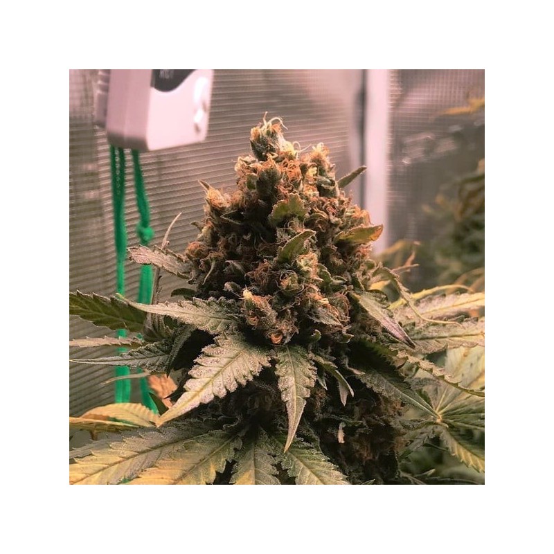 Royal Cheese FAST Version semi cannabis Royal Queen Seeds