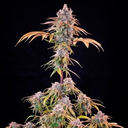Royal Cheese FAST Version semi cannabis Royal Queen Seeds