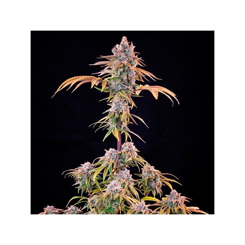 Royal Cheese FAST Version semi cannabis Royal Queen Seeds