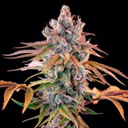 Royal Cheese FAST Version semi cannabis Royal Queen Seeds