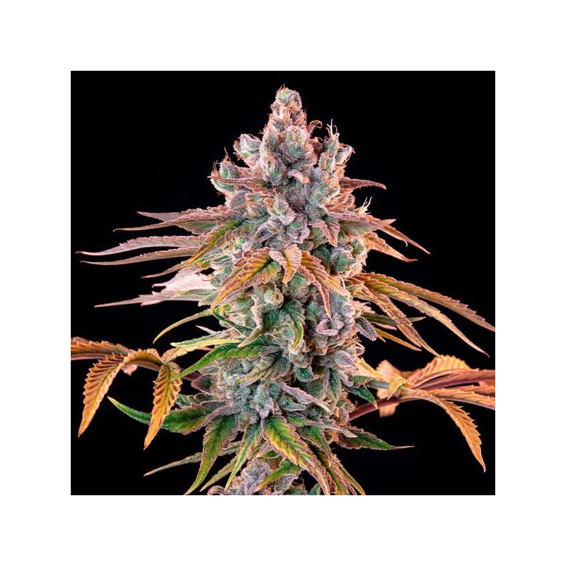 Royal Cheese FAST Version semi cannabis Royal Queen Seeds