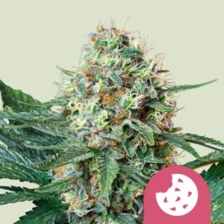 Royal Cookies semi cannabis Royal Queen Seeds