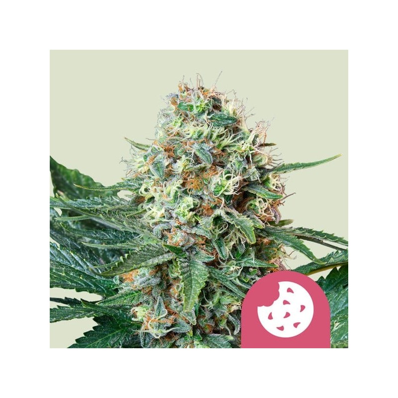 Royal Cookies semi cannabis Royal Queen Seeds