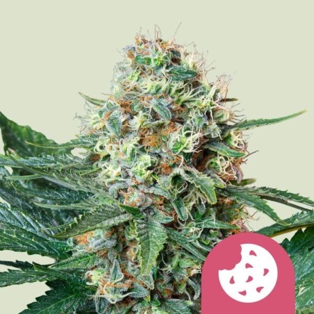 Royal Cookies semi cannabis Royal Queen Seeds