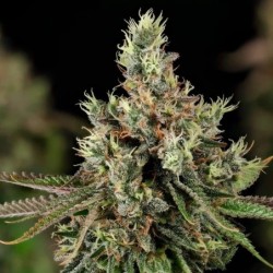 Royal Cookies semi cannabis Royal Queen Seeds