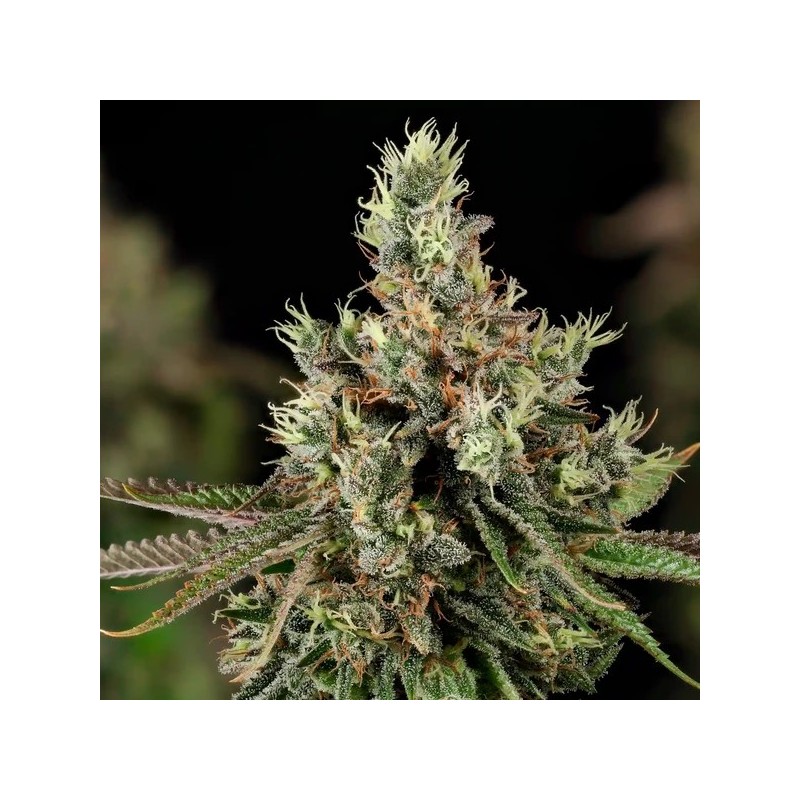 Royal Cookies semi cannabis Royal Queen Seeds