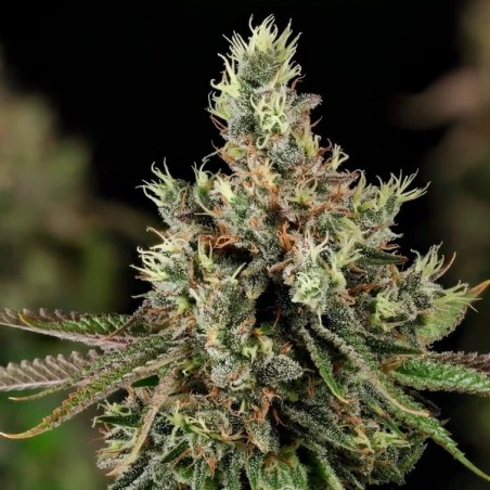 Royal Cookies semi cannabis Royal Queen Seeds