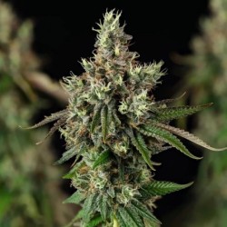 Royal Cookies semi cannabis Royal Queen Seeds