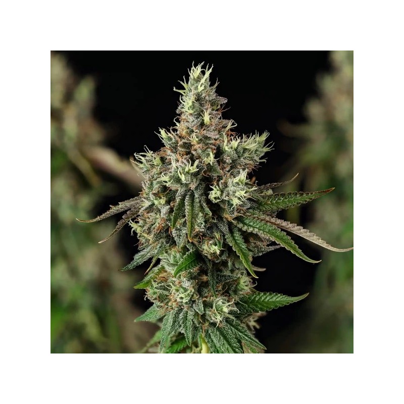 Royal Cookies semi cannabis Royal Queen Seeds