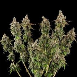 Royal Cookies semi cannabis Royal Queen Seeds