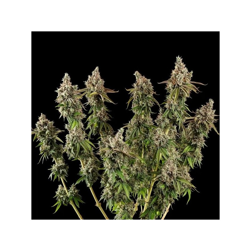Royal Cookies semi cannabis Royal Queen Seeds