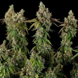 Royal Cookies semi cannabis Royal Queen Seeds