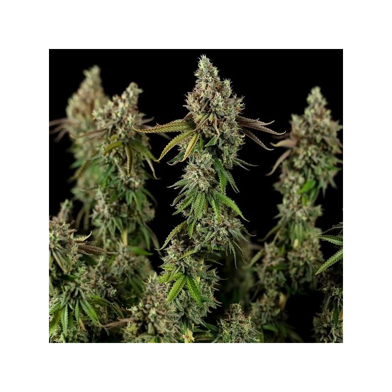 Royal Cookies semi cannabis Royal Queen Seeds