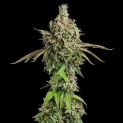 Royal Cookies semi cannabis Royal Queen Seeds