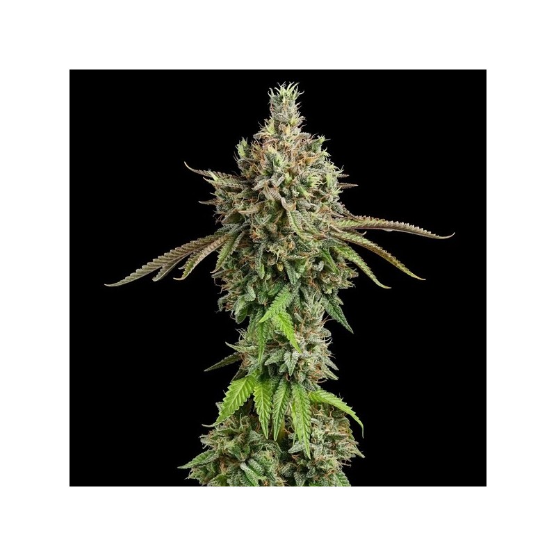 Royal Cookies semi cannabis Royal Queen Seeds