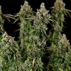 Royal Cookies semi cannabis Royal Queen Seeds