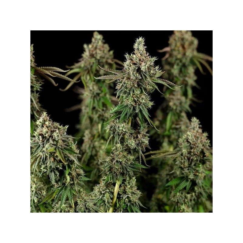 Royal Cookies semi cannabis Royal Queen Seeds