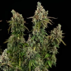 Royal Cookies semi cannabis Royal Queen Seeds