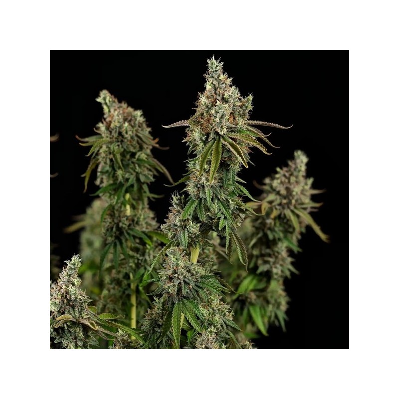 Royal Cookies semi cannabis Royal Queen Seeds