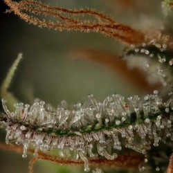 Royal Cookies semi cannabis Royal Queen Seeds