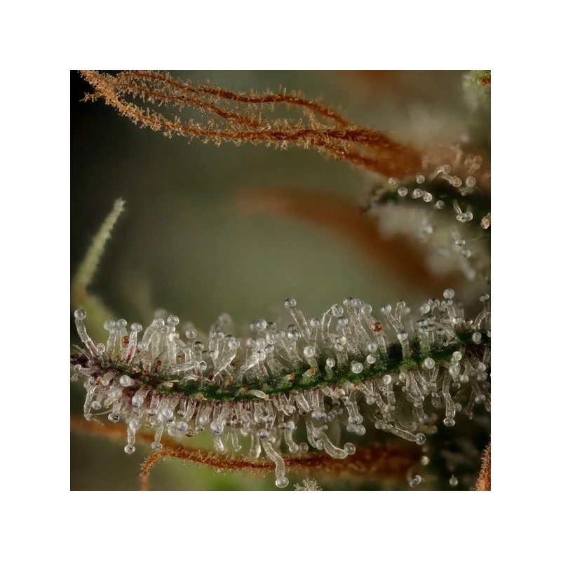 Royal Cookies semi cannabis Royal Queen Seeds