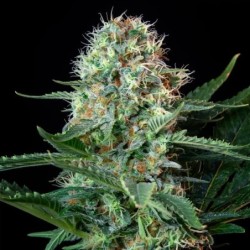 Royal Cookies semi cannabis Royal Queen Seeds