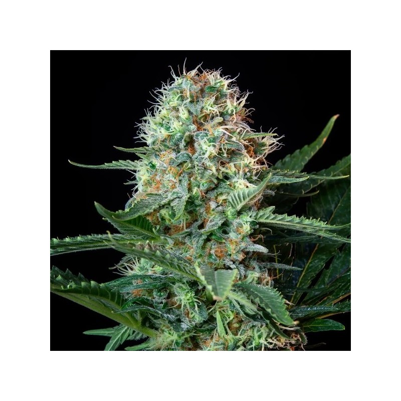 Royal Cookies semi cannabis Royal Queen Seeds
