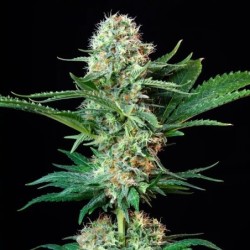 Royal Cookies semi cannabis Royal Queen Seeds