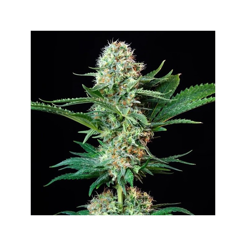 Royal Cookies semi cannabis Royal Queen Seeds