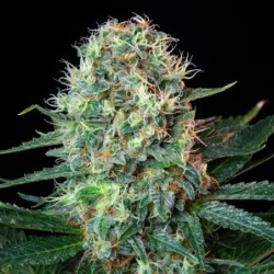 Royal Cookies semi cannabis Royal Queen Seeds