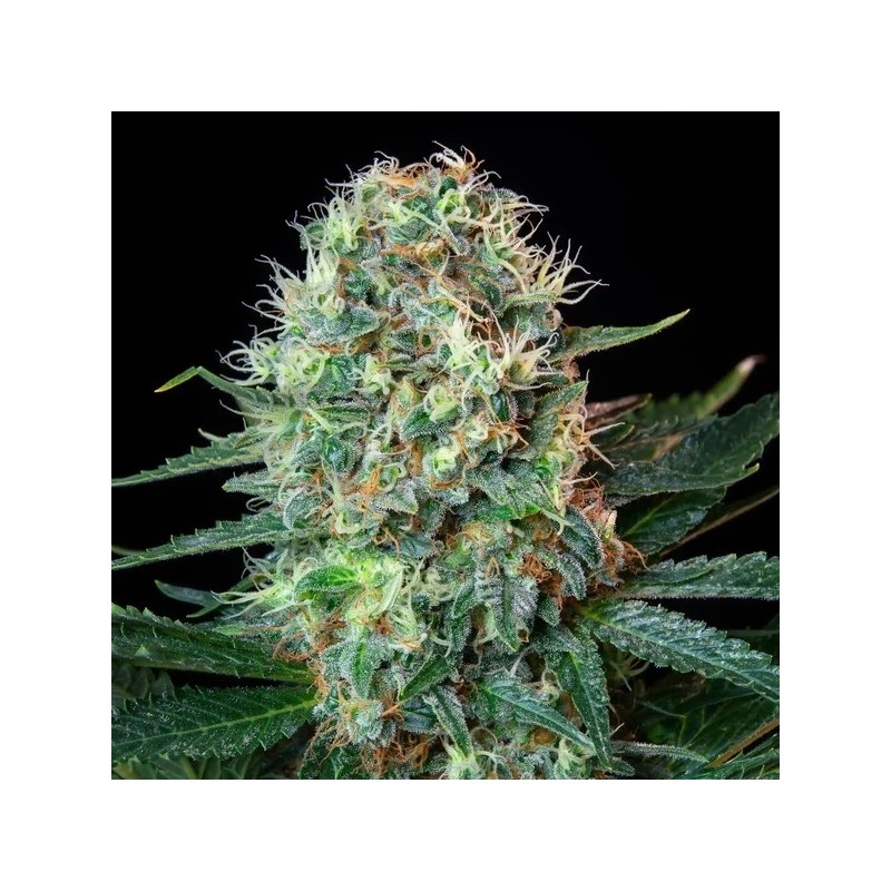 Royal Cookies semi cannabis Royal Queen Seeds
