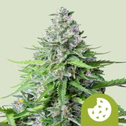 Royal Cookies Auto semi cannabis Royal Queen Seeds
