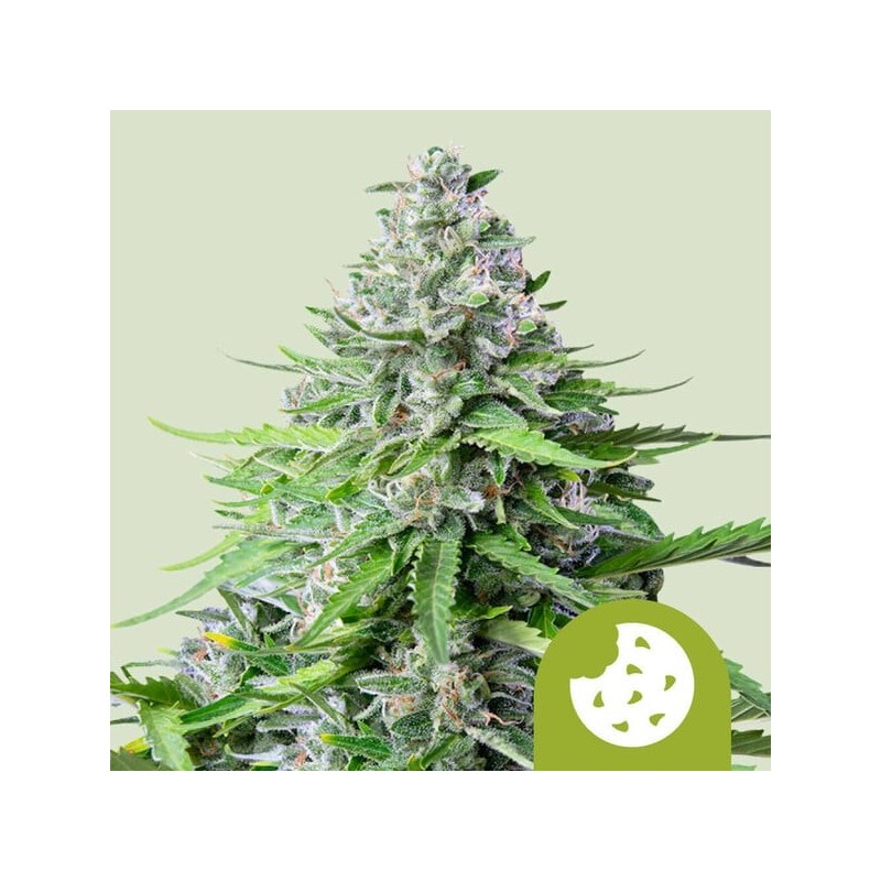 Royal Cookies Auto semi cannabis Royal Queen Seeds