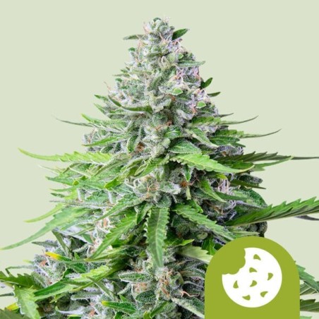 Royal Cookies Auto semi cannabis Royal Queen Seeds